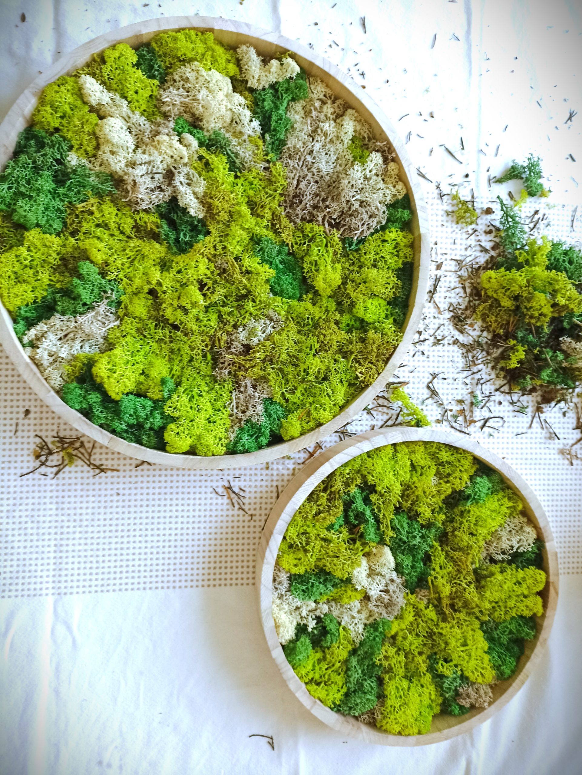 cadre lichen